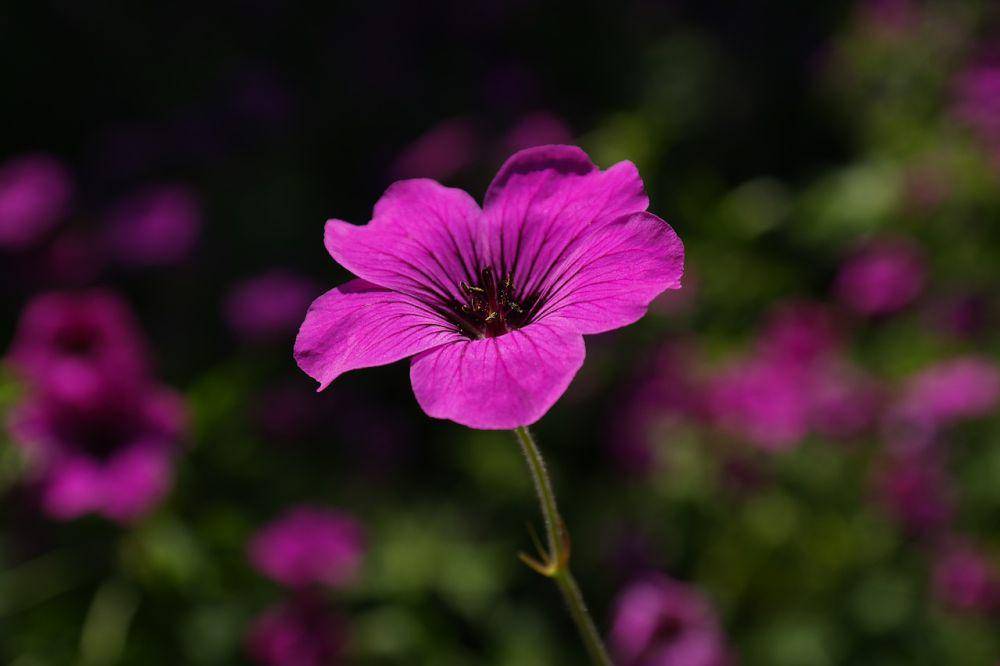 Ilustrasi geranium (pixabay.com/Hans)