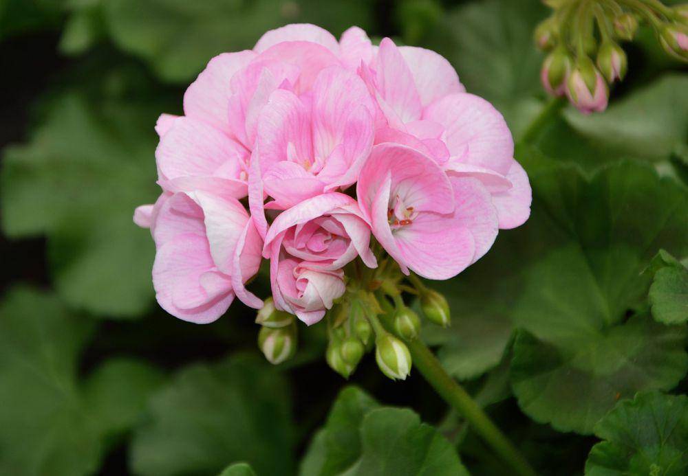 Ilustrasi geranium (pixabay.com/JACLOU-DL)