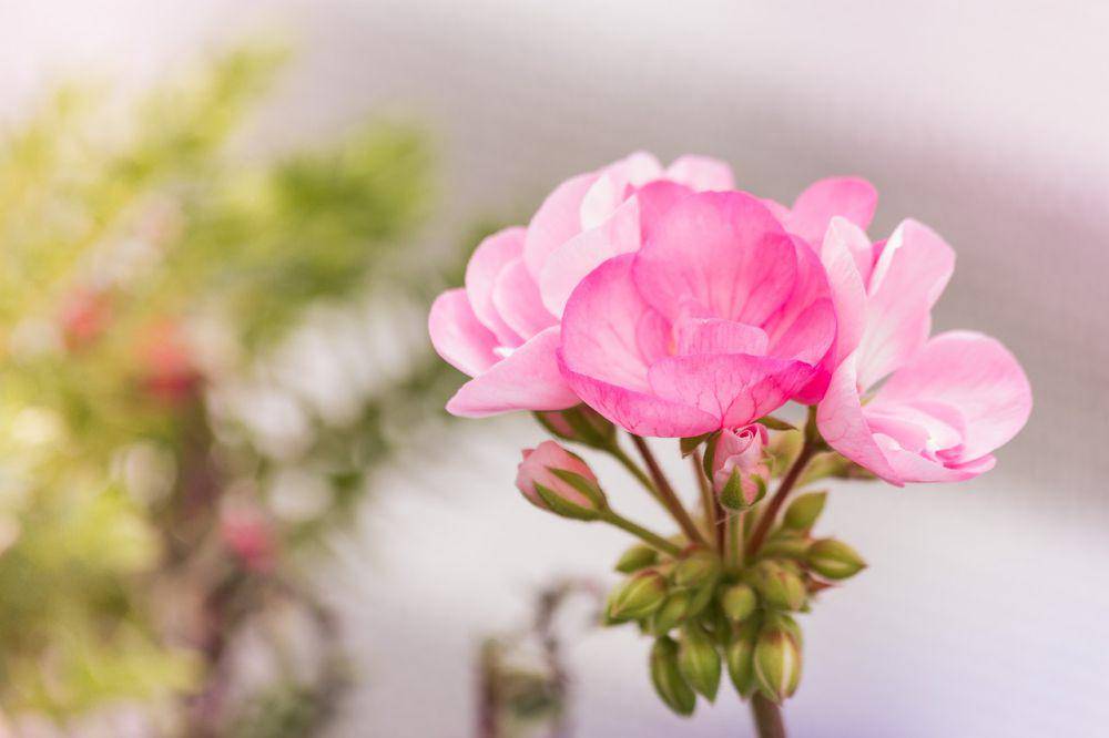 Ilustrasi geranium (pixabay.com/katjasv)