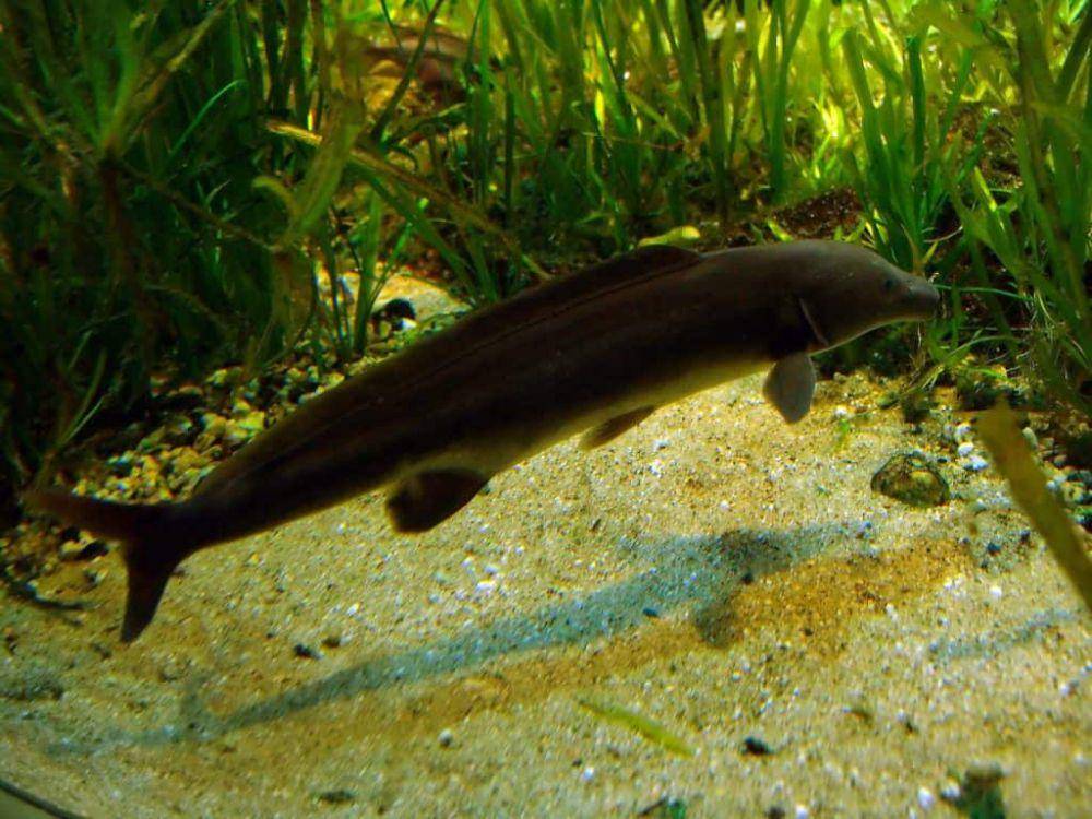 ikan lumba-lumba air tawar yang dipelihara di akuarium (fishlaboratory.com)