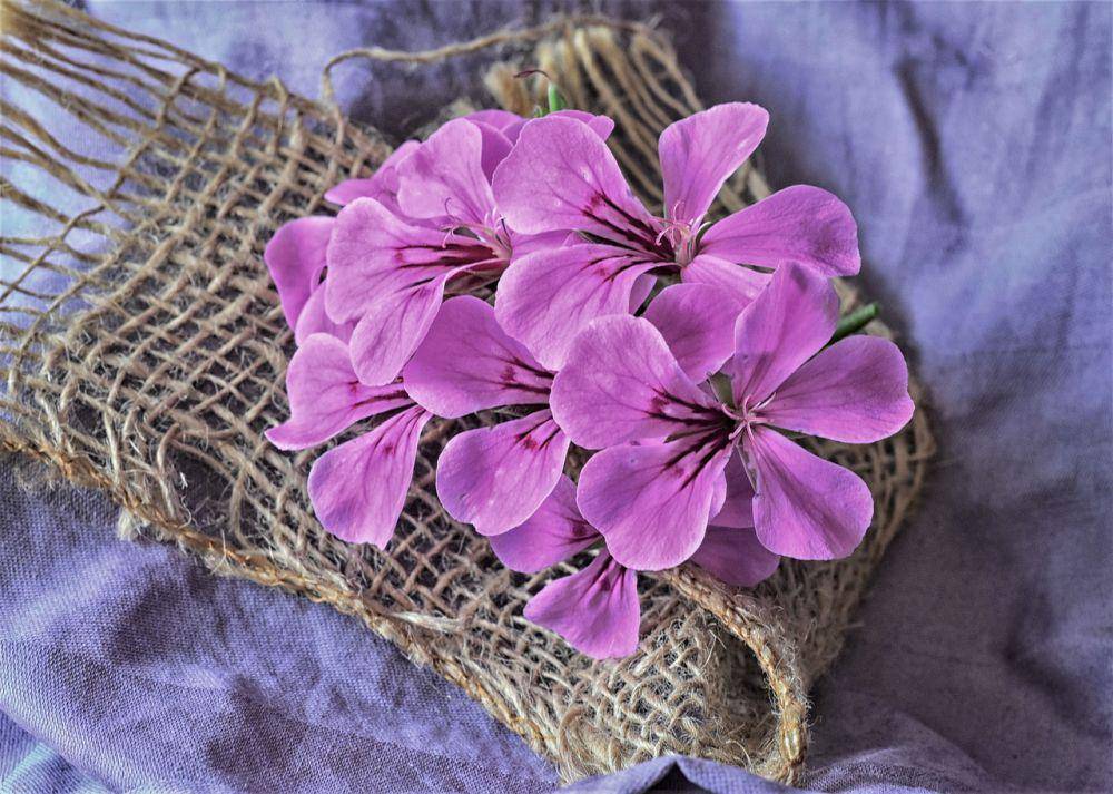 Ilustrasi geranium (pixabay.com/RitaE)