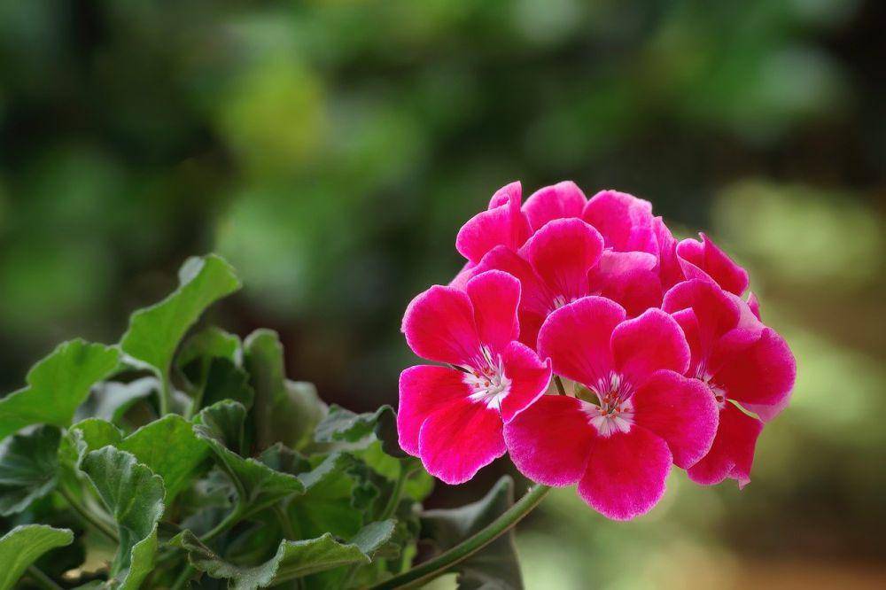 Ilustrasi geranium (pixabay.com/Camera-man)
