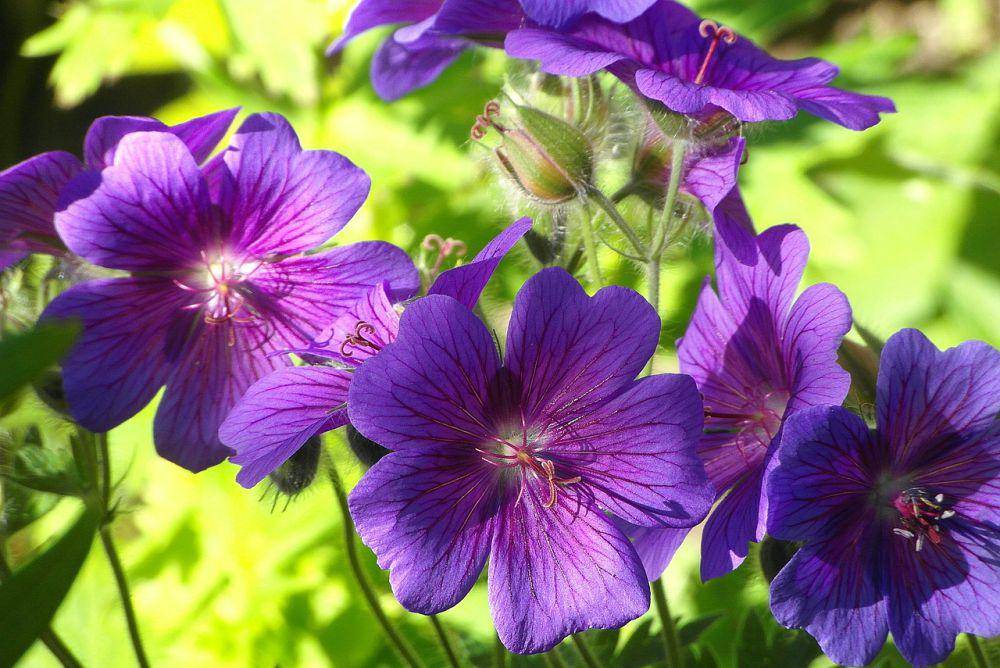 Ilustrasi geranium (pixabay.com/Nowaja)