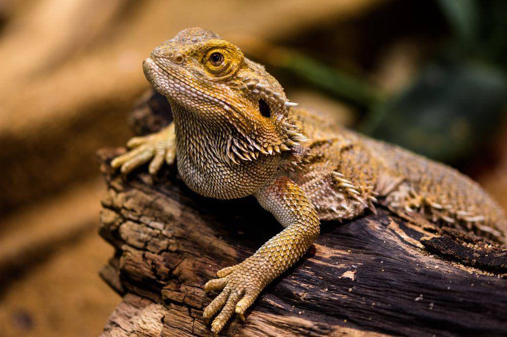 Bearded dragon (pixabay.com/G.C.)