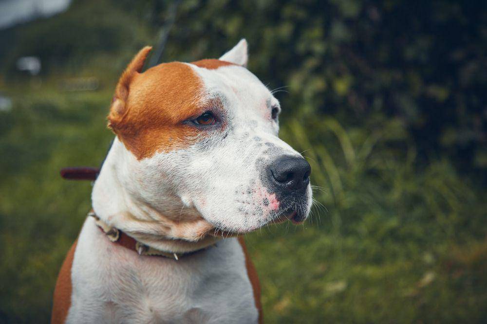 ilustrasi anjing (pexels.com/Bulat Kharmitov)