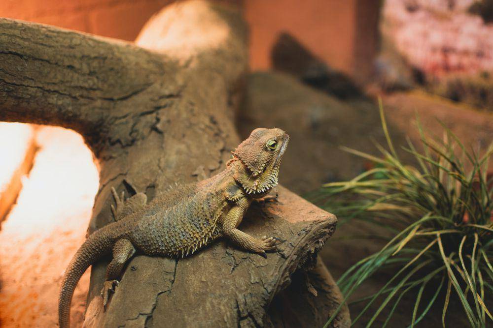 Bearded dragon (pexels.com/Enrique Grisales)