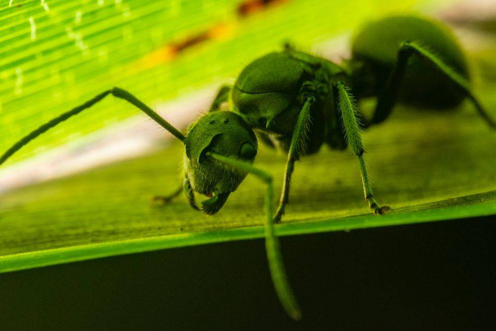 ilustrasi Carpenter ant (Pexels.com/Jimmy Chan)