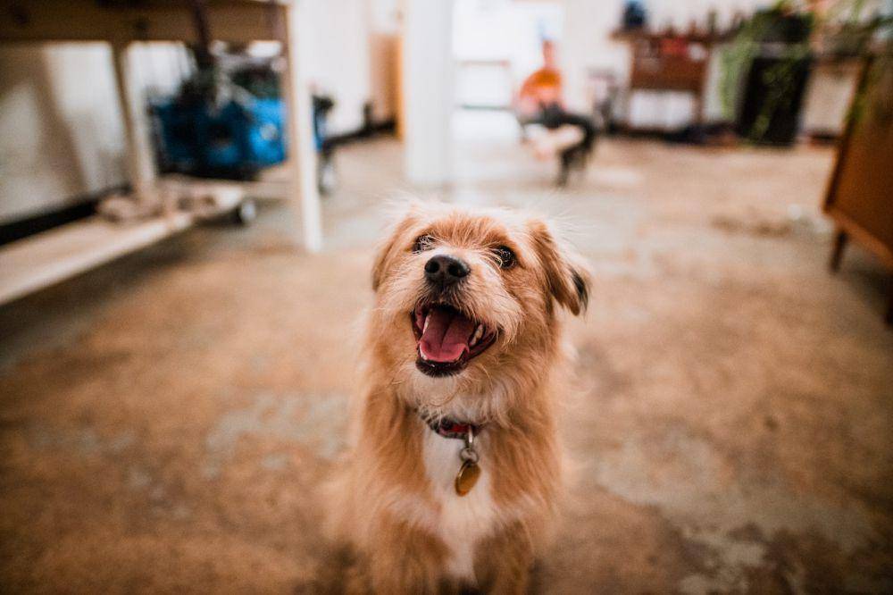 ilustrasi anjing (pexels.com/Kelly)