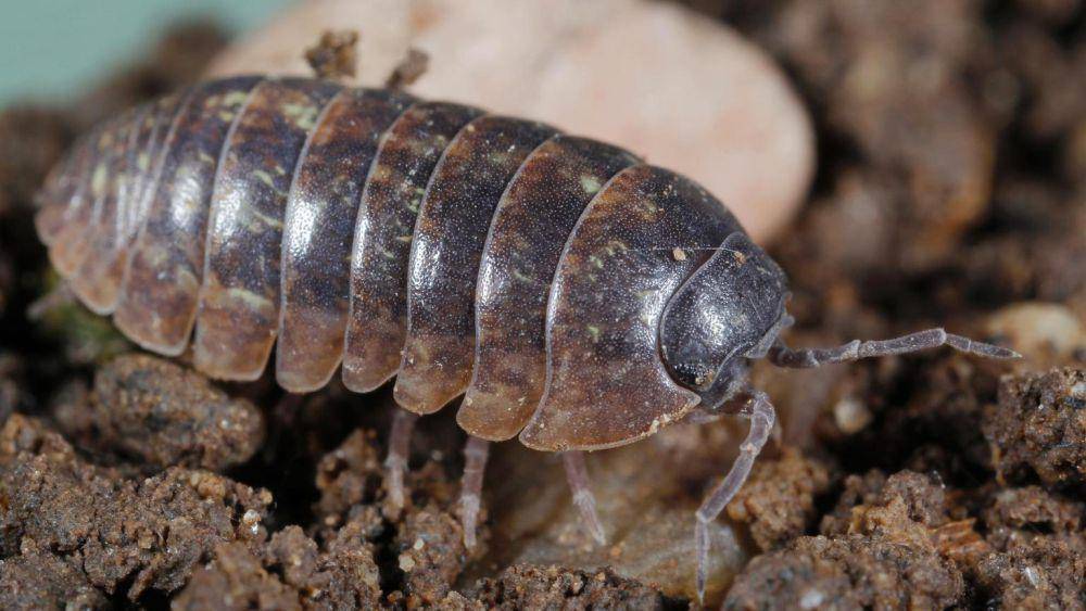 ilustrasi pill bugs (Extension.umd.edu)