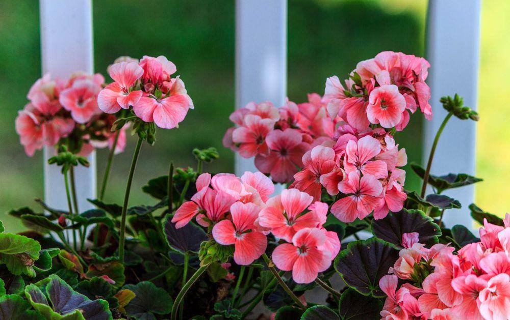 Ilustrasi geranium (pixabay.com/JamesDeMers)