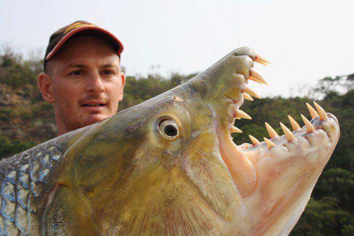 Seekor goliath tigerfish berukuran raksasa berhasil dipancing oleh jurnalis David Mailland. (commons.wikimedia.org/David.mailland)