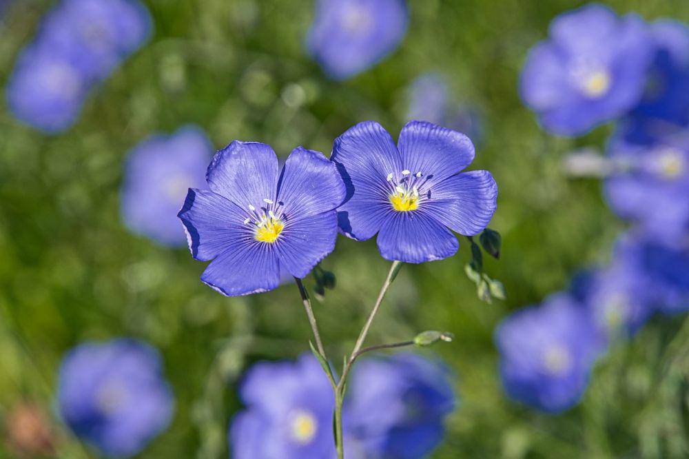 Ilustrasi geranium (pixabay.com/Anrita1705)