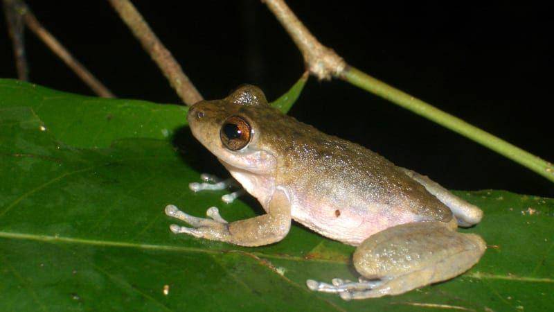ilustrasi Litoria rheocola (Frogid.net.au)
