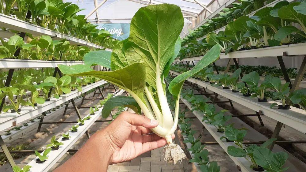10 Jenis Sawi yang Paling Sering Dikonsumsi, Mana Kesukaanmu?