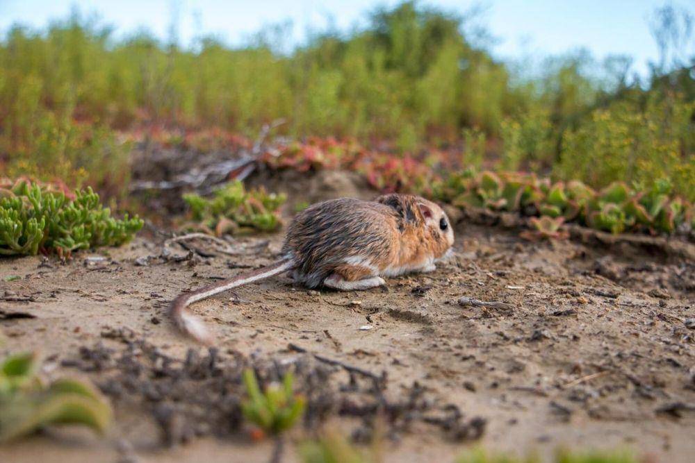 Tikus kanguru (commons.m.wikimedia.org/hectormarquez)
