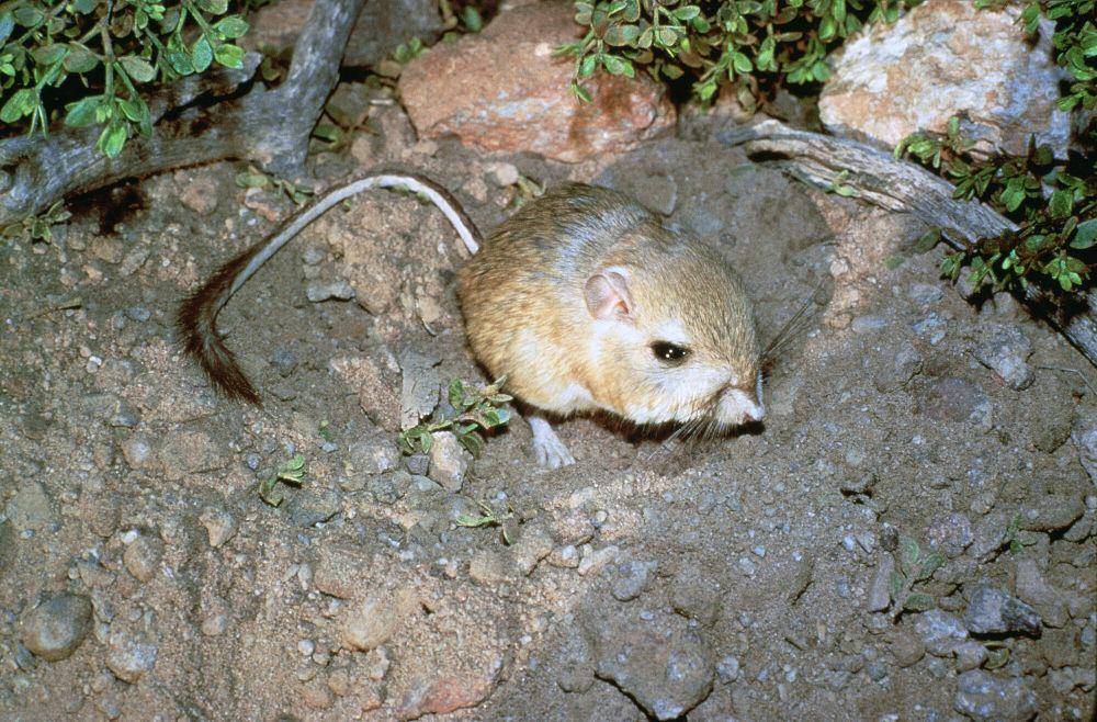 Tikus kanguru (commons.m.wikimedia.org/Harrison, Geroge)