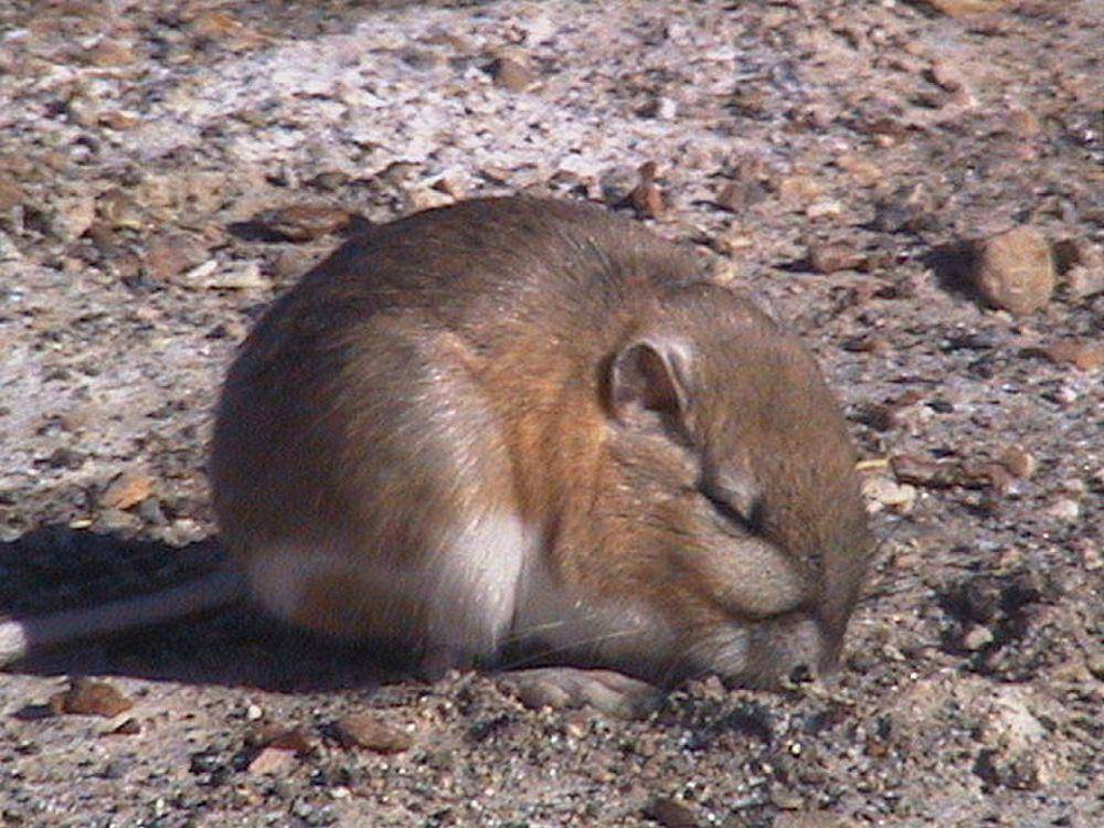 Tikus kanguru (commons.m.wikimedia.org/David Syzdek)