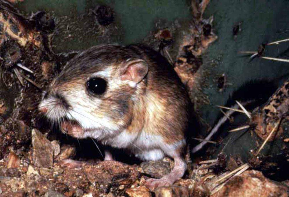Tikus kanguru (commons.m.wikimedia.org/National Park Service)