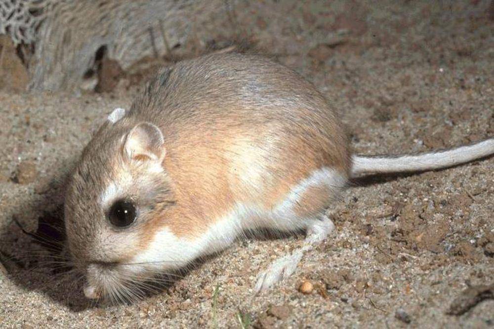 Tikus kanguru (commons.m.wikimedia.org/Unknown)