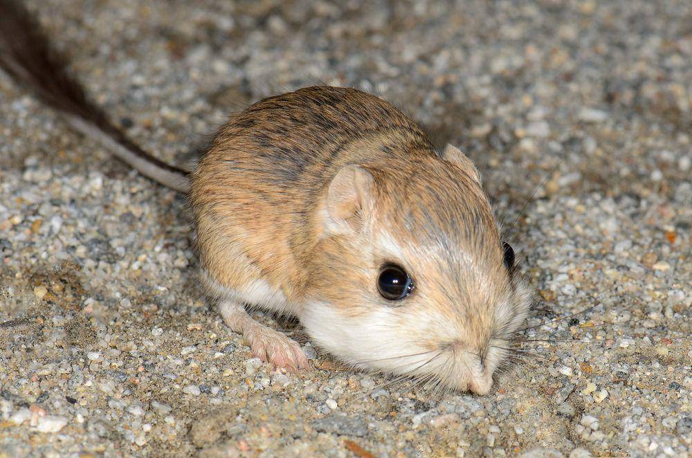 Tikus kanguru (commons.m.wikimedia.org/Marshal Hedin)