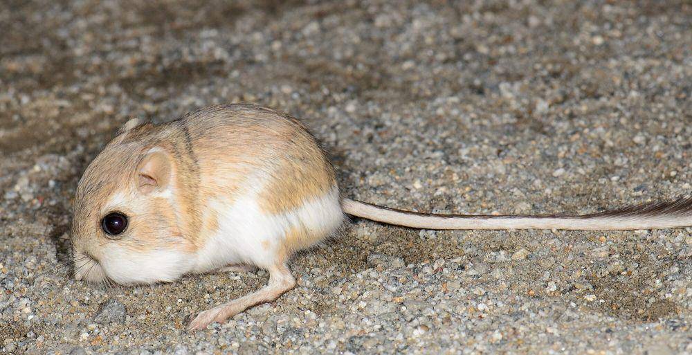 Tikus kanguru (commons.m.wikimedia.org/Marshal Hedin)