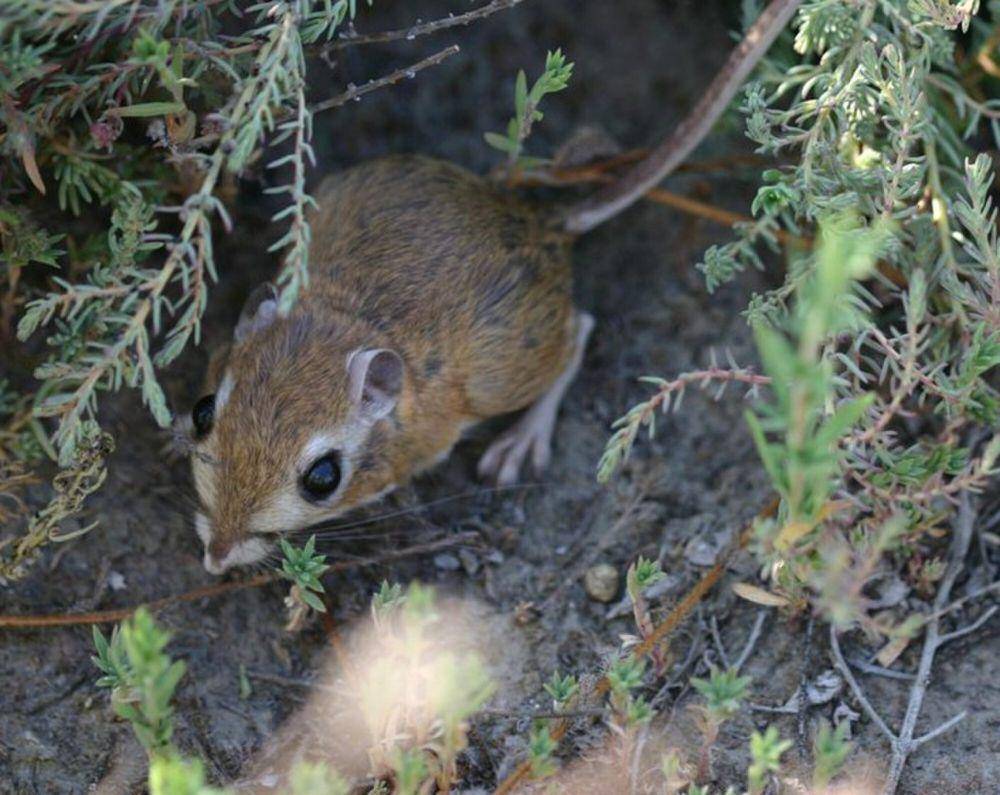 Tikus kanguru (commons.m.wikimedia.org/US Department of the Interior)