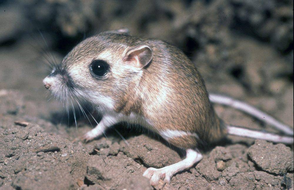 Tikus kanguru (commons.m.wikimedia.org/Pacific Southwest Region)