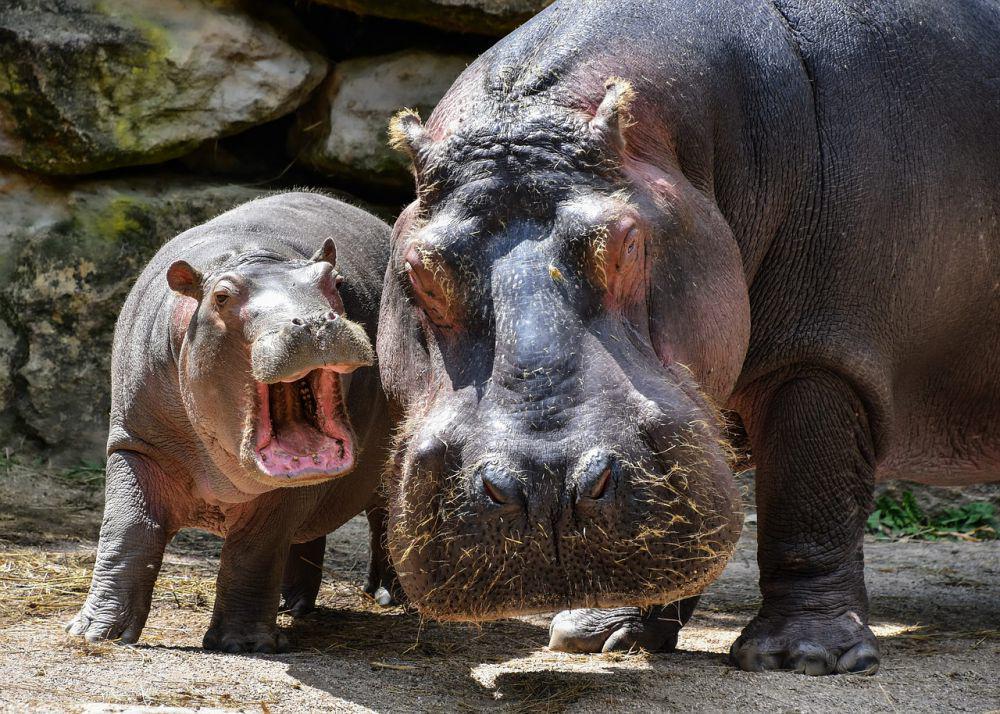 5 Fakta Unik Herbivor Besar Afrika yang Bikin Geleng Kepala