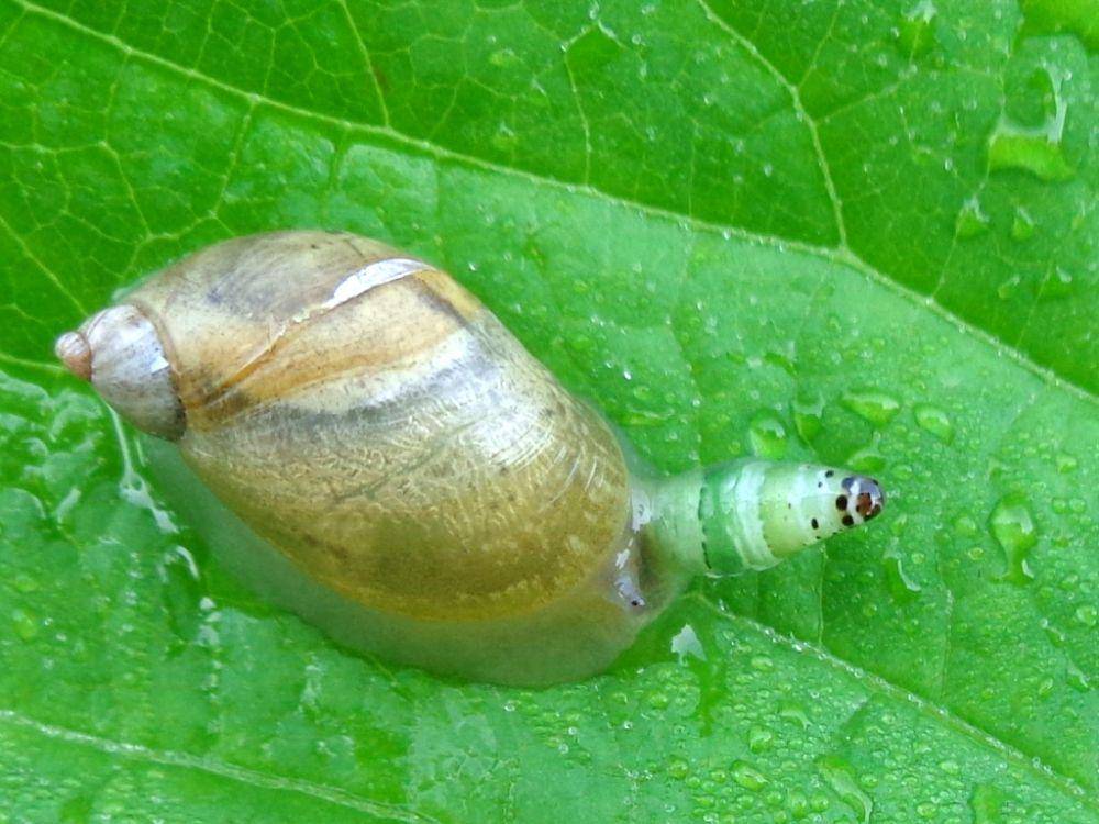 parasit Leucochloridium paradoxum pada siput (commons.wikimedia.org/AfroBrazilian)