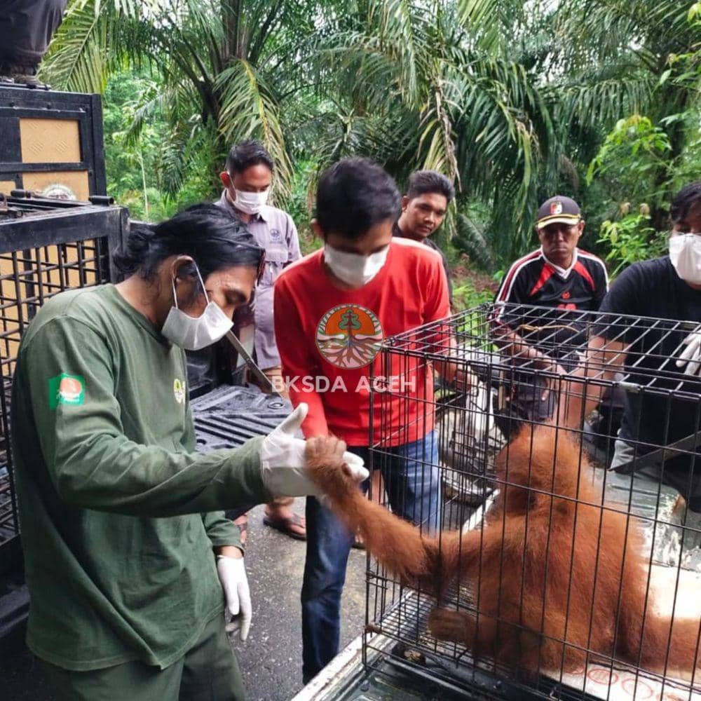 Orangutan Sumatra berusia tiga tahun dievakuasi dari kebun milik warga di Kota Subulussalam, Aceh. (Dokumentasi BKSDA Aceh untuk IDN Times)