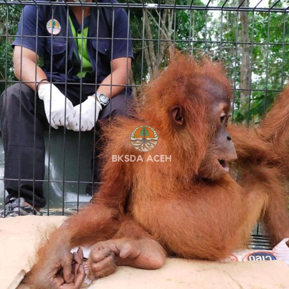 BKSDA Aceh Evakuasi Anak Orangutan dari Kebun Warga Subulussalam