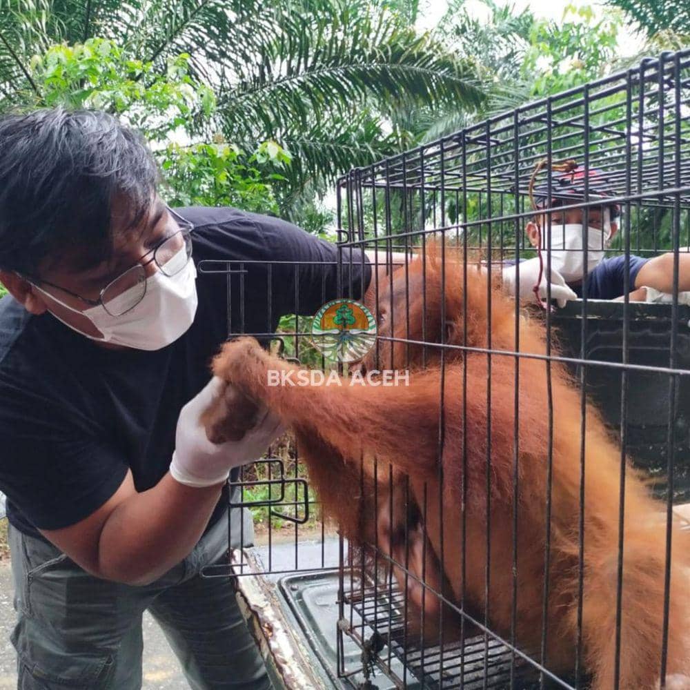 Orangutan Sumatra berusia tiga tahun dievakuasi dari kebun milik warga di Kota Subulussalam, Aceh. (Dokumentasi BKSDA Aceh untuk IDN Times)
