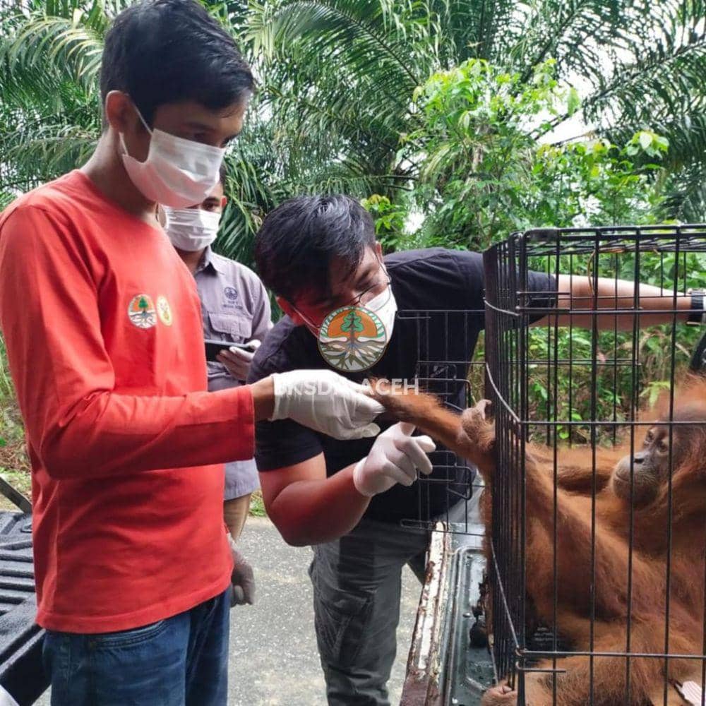 Orangutan Sumatra berusia tiga tahun dievakuasi dari kebun milik warga di Kota Subulussalam, Aceh. (Dokumentasi BKSDA Aceh untuk IDN Times)