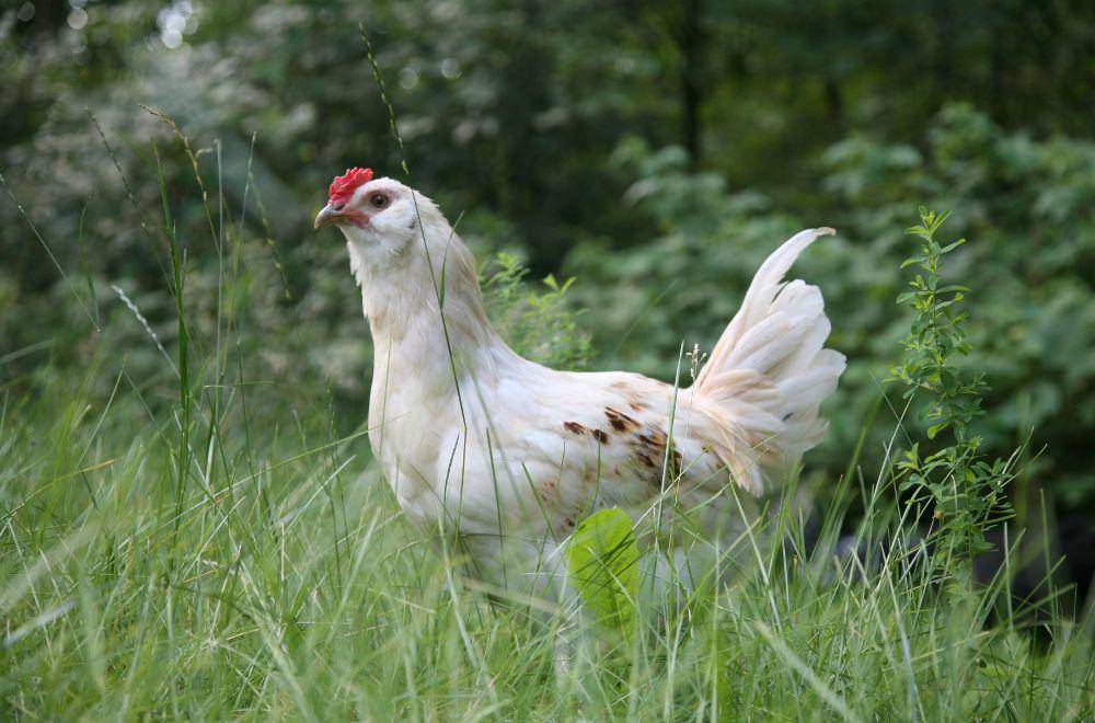 ilustrasi ayam(pexels.com/italomelo)