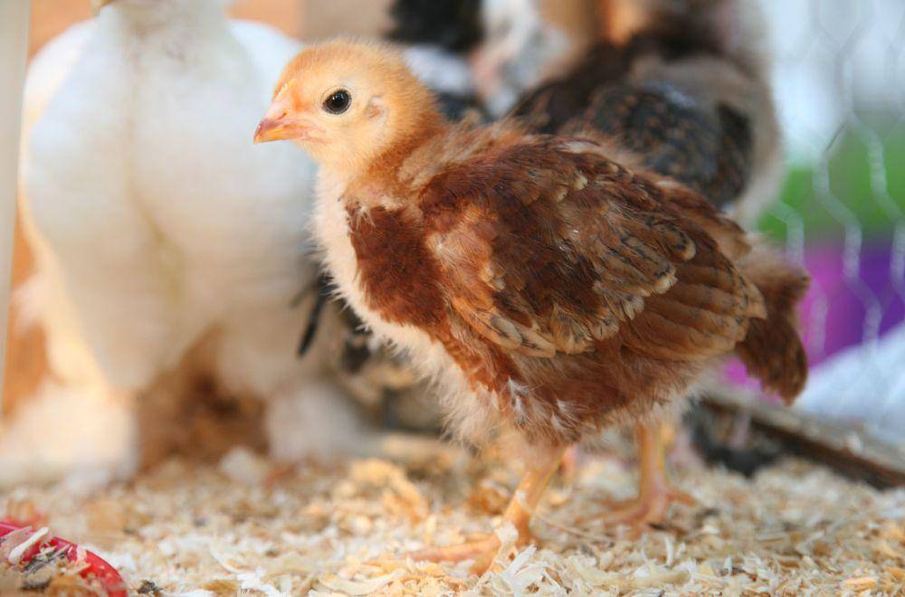 ilustrasi ayam(pexels.com/italomelo)