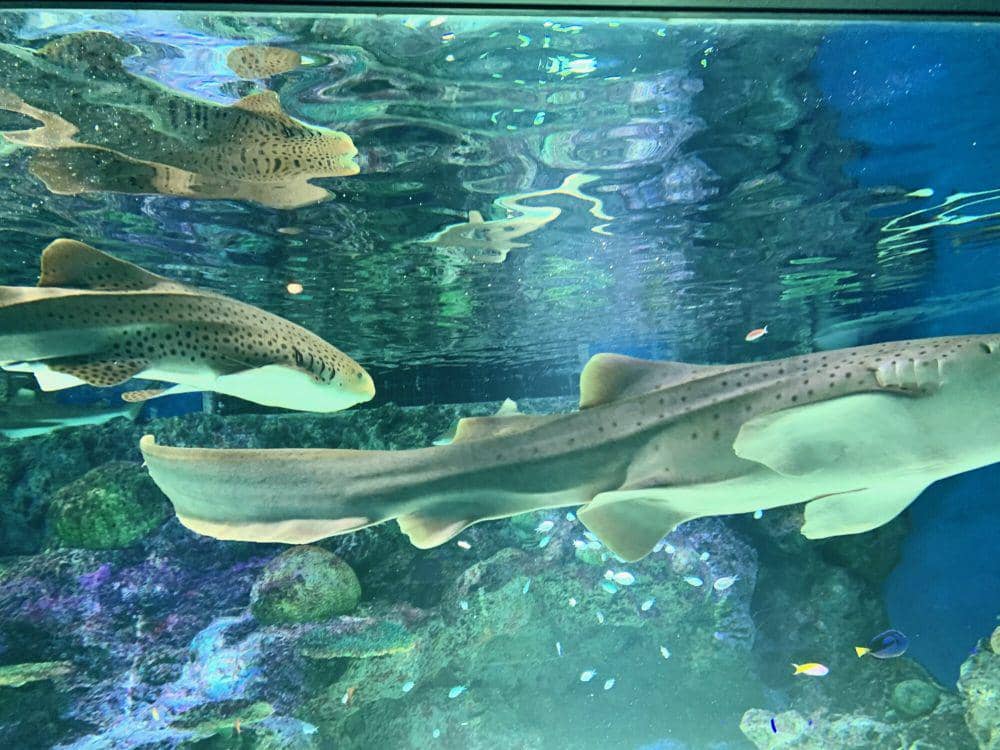 Hiu zebra (commons.m.wikimedia.org/カルカロドントサウルスもぐら)