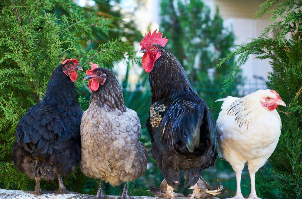 ilustrasi ayam(pexels.com/italomelo)