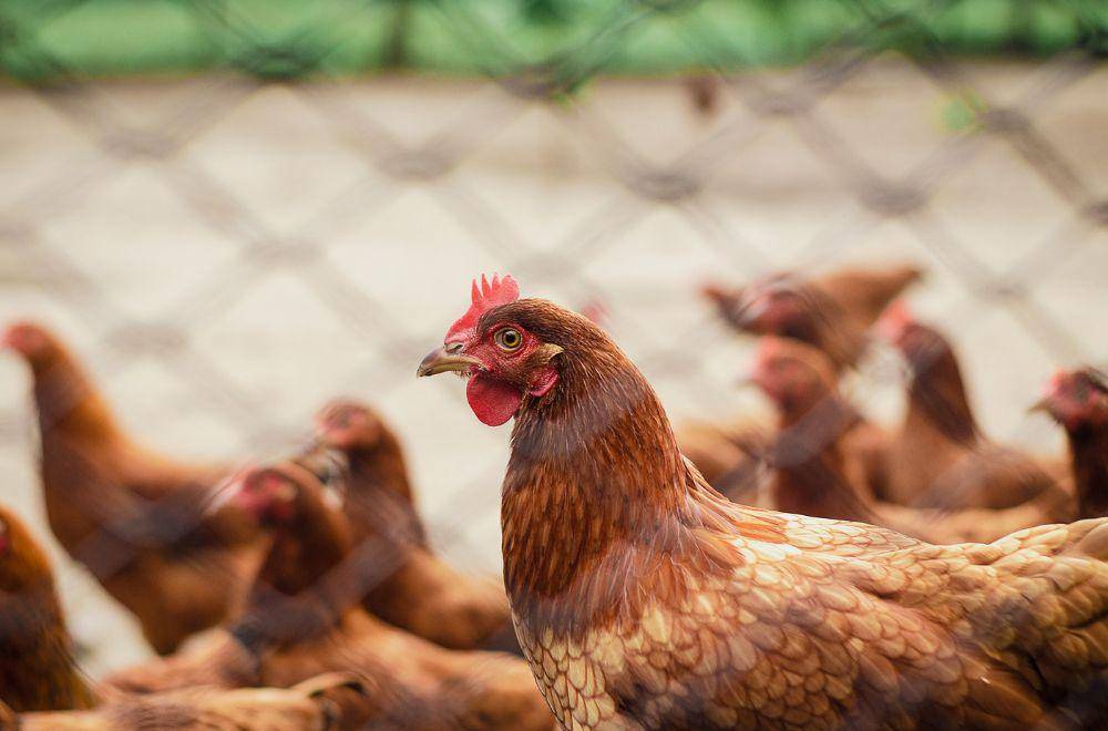 ilustrasi ayam(pexels.com/italomelo)