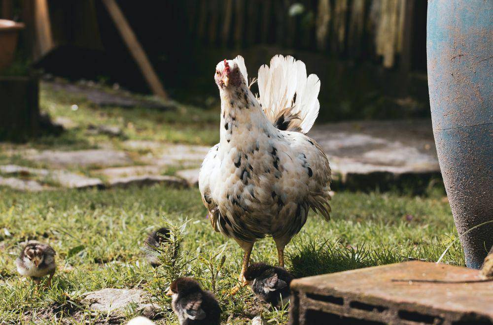 ilustrasi ayam(pexels.com/italomelo)