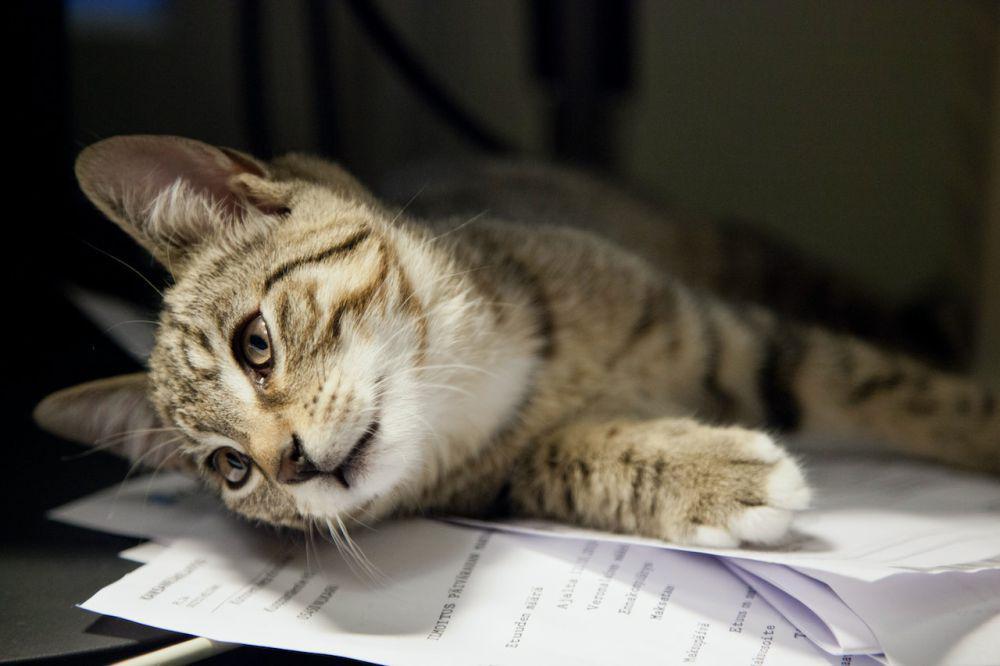 8 Topik Artikel yang Dapat Ditulis Cat Lovers