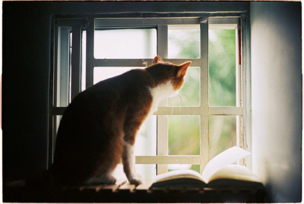 [CERPEN] Kucing Ajaib yang Bisa Bicara