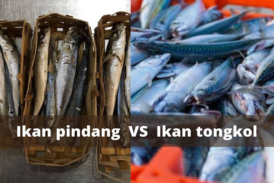 Ilustrasi ikan tongkol (unsplash.com/Richard Bell) & ilustrasi ikan pindang (instagram.com/sayurshubuh)