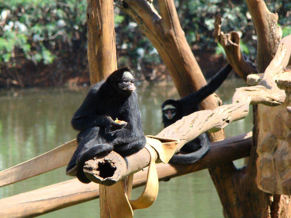 Monyet laba-laba (commons.m.wikimedia.org/Minister2009)