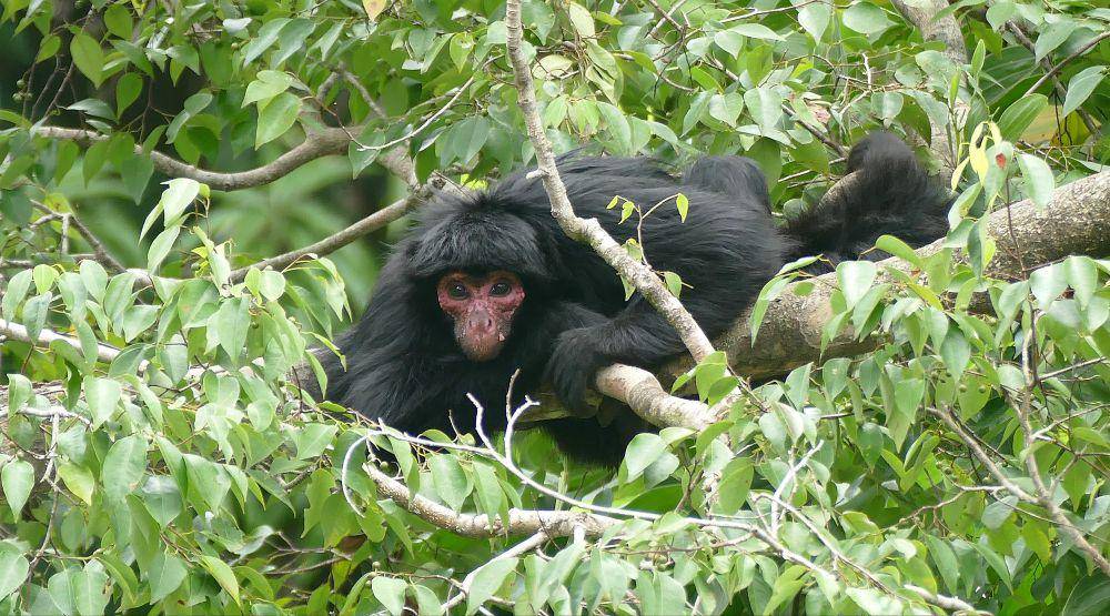 Monyet laba-laba (commons.m.wikimedia.org/Bernard Dupont)
