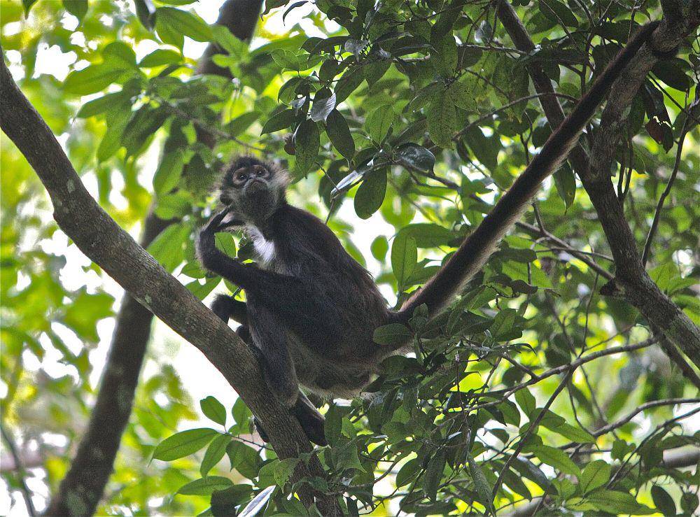 Monyet laba-laba (commons.m.wikimedia.org/Fubarmaxusmc)