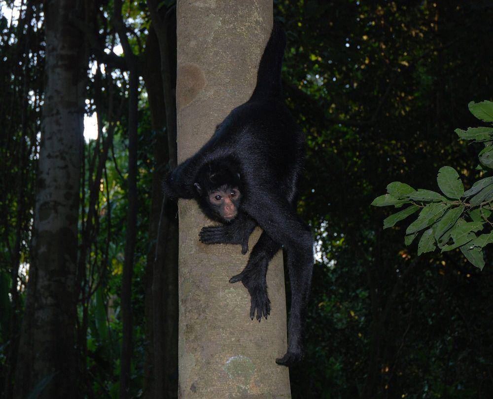 Monyet laba-laba (commons.m.wikimedia.org/Mosmas)