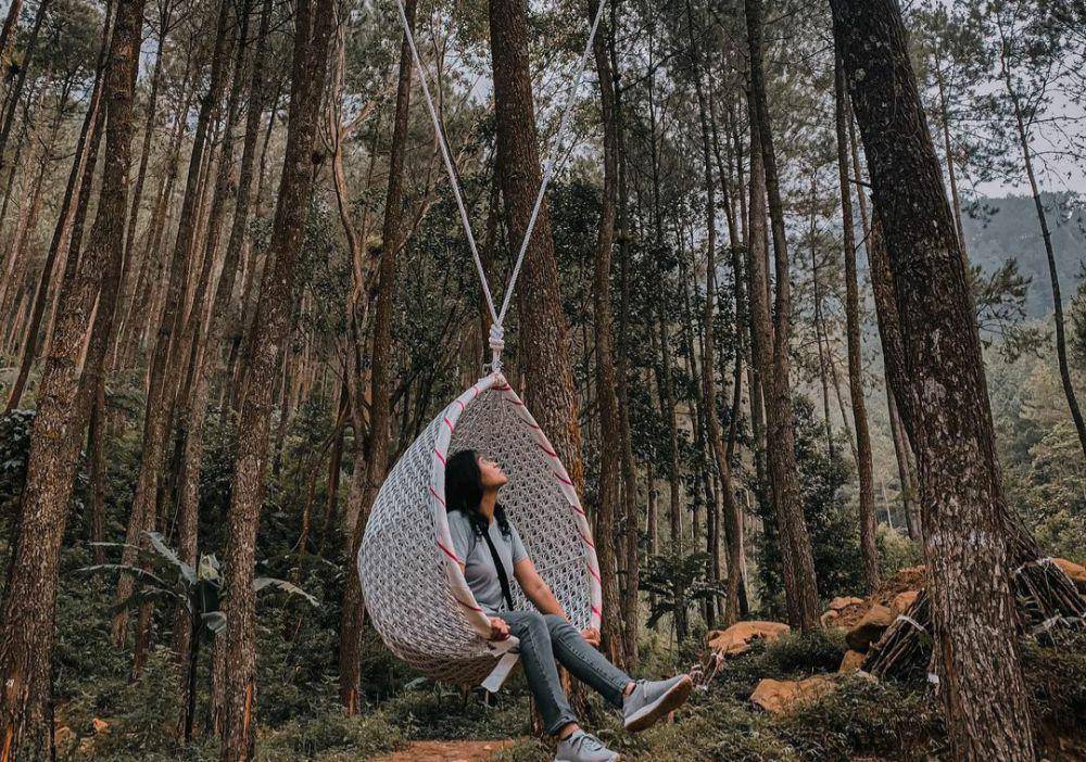 Pinea Forest(instagram.com/pineaforestmangli)