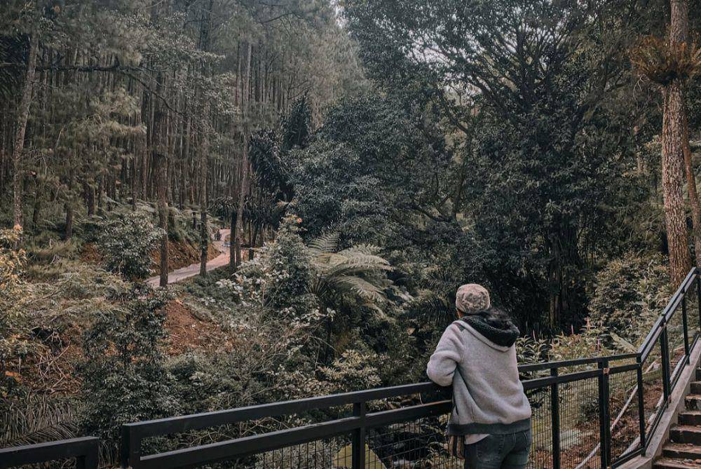 Pinea Forest(instagram.com/pineaforestmangli)