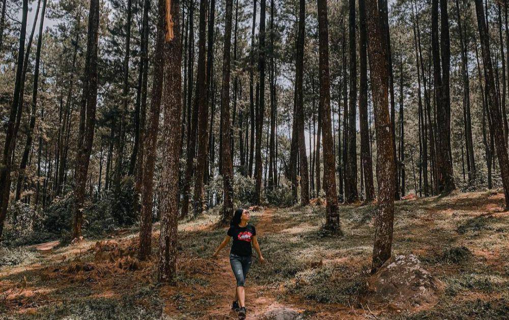 Pinea Forest(instagram.com/pineaforestmangli)