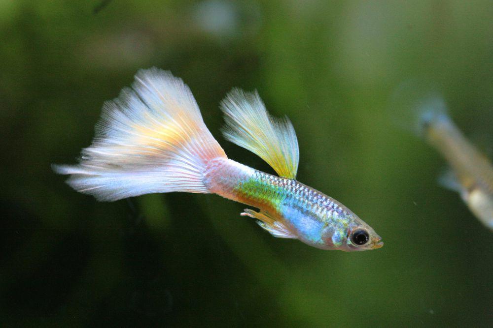 5 Pakan Hidup yang Cocok Untuk Pertumbuhan Ikan Guppy